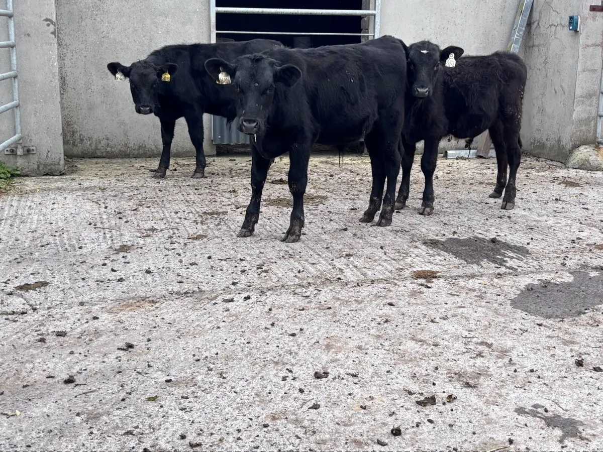 3 Angus bull Weanlings for sale - Image 1