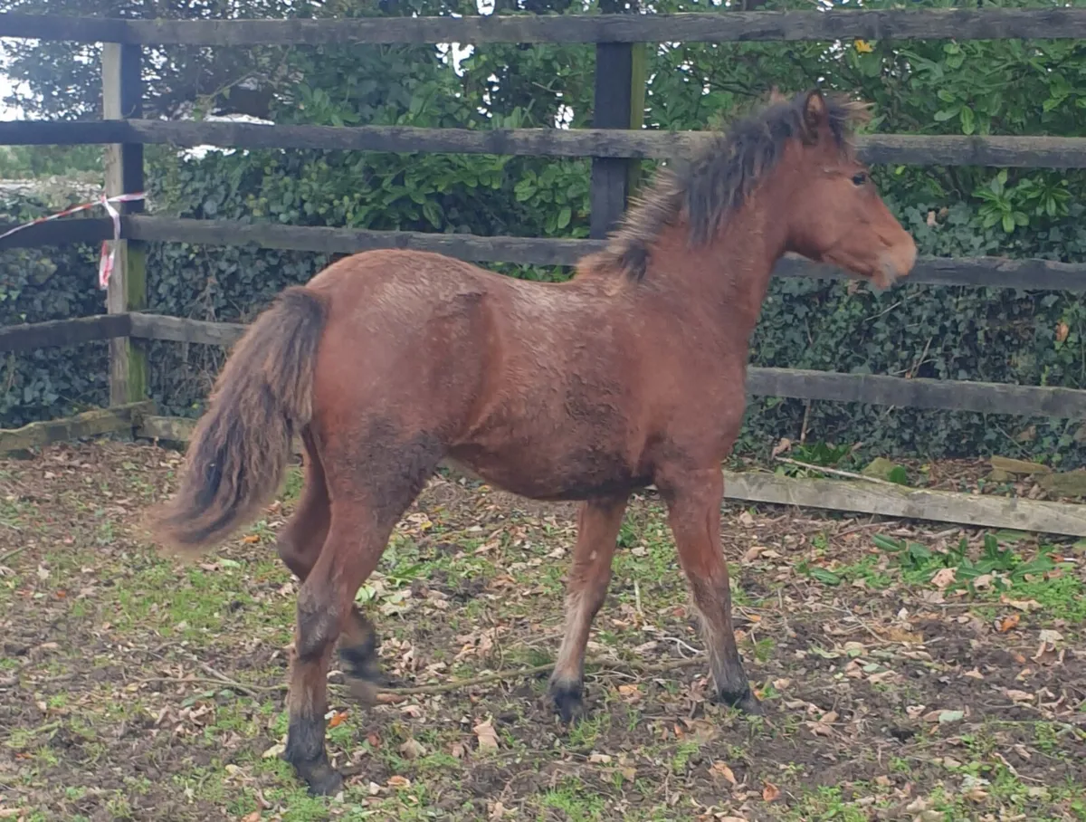 Connemara filly foals - Image 3