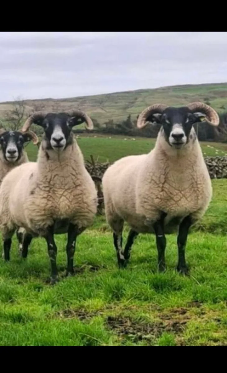 LANARK HOGGET EWES - Image 1