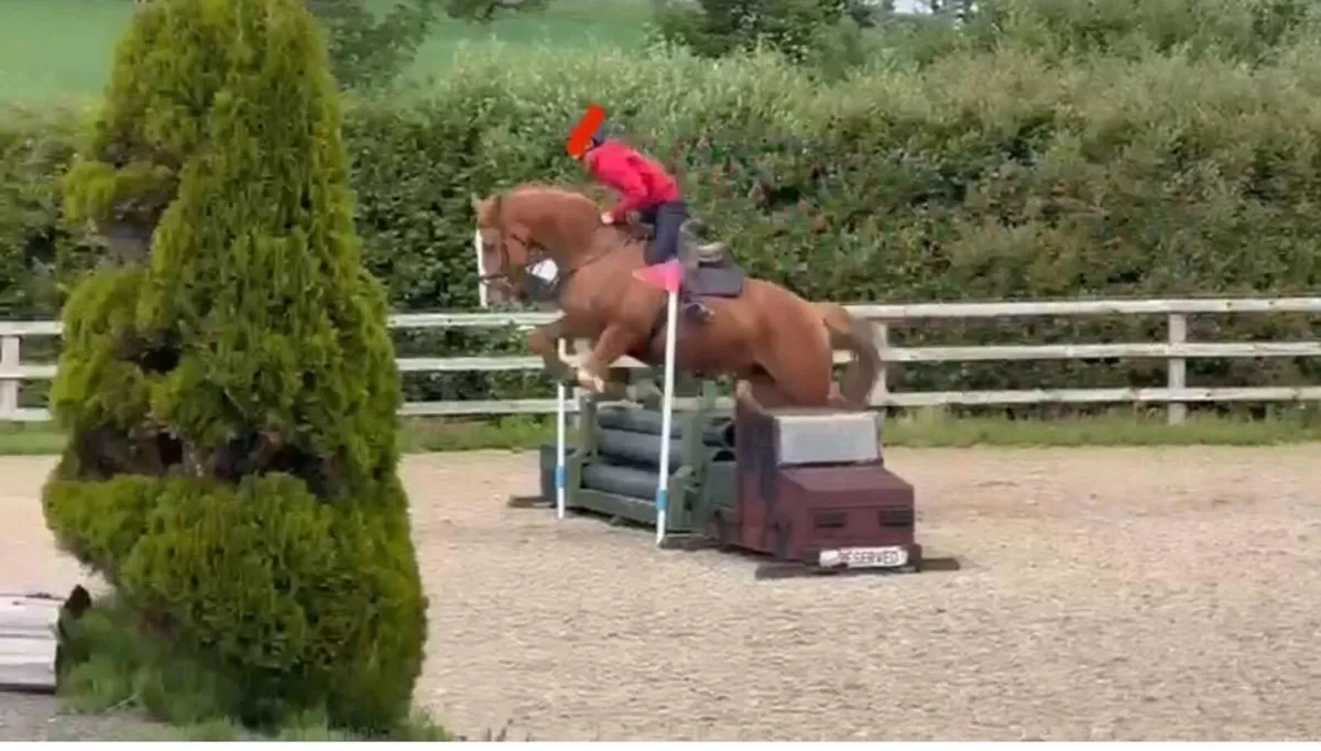 Irish Sports Mare - Image 1