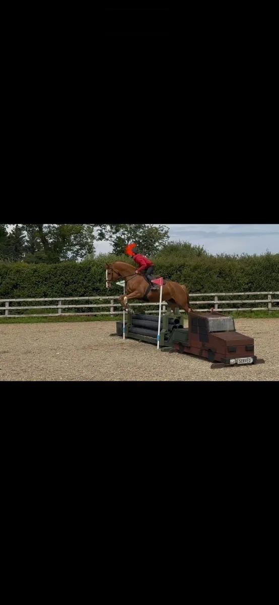 Irish Sports Mare - Image 2