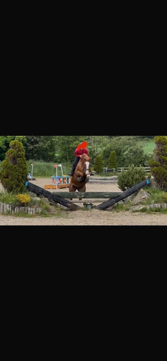 Irish Sports Mare - Image 3