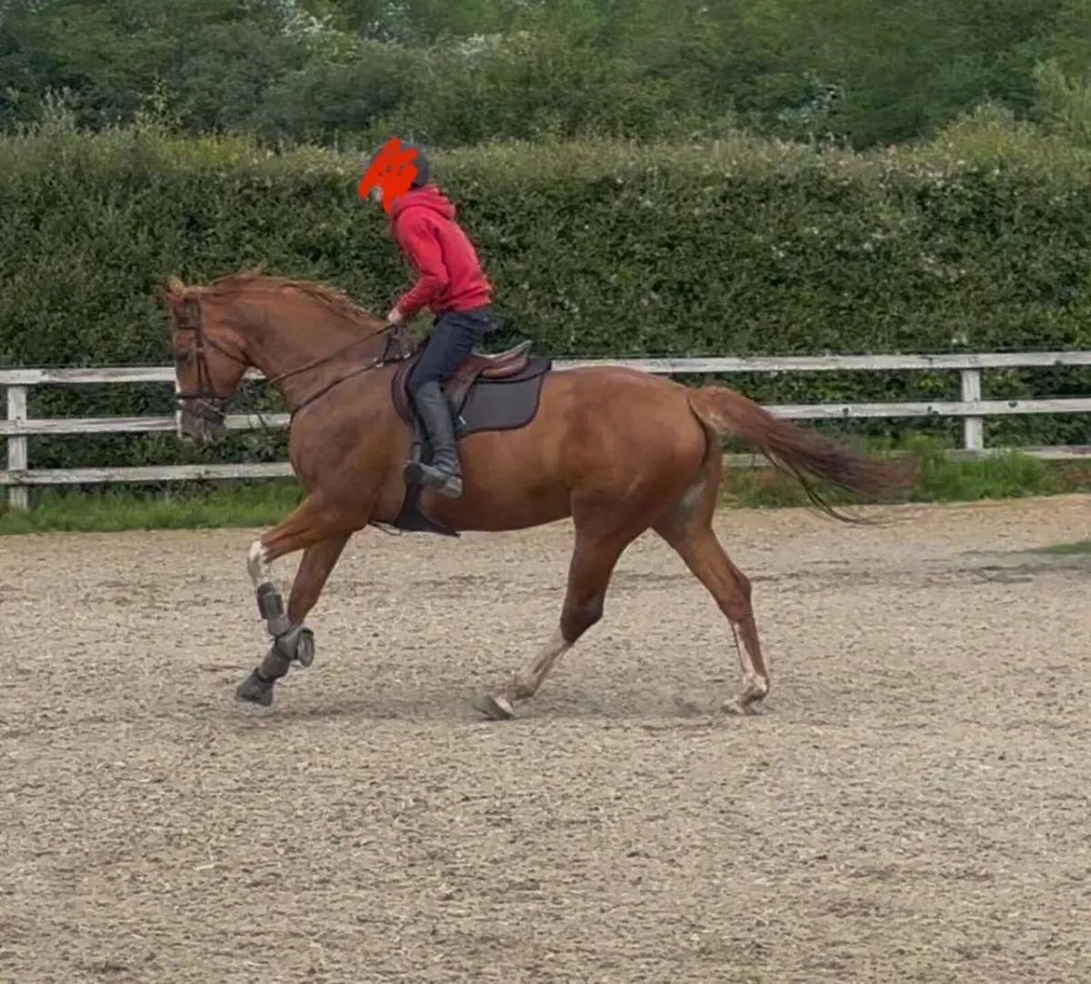 Irish Sports Mare - Image 4
