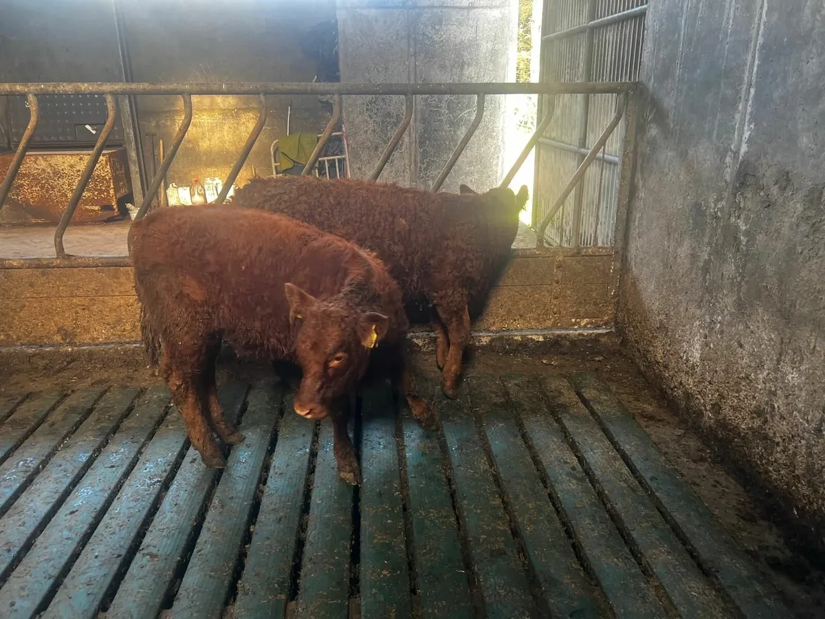 Breeding Heifers for sale - Image 1