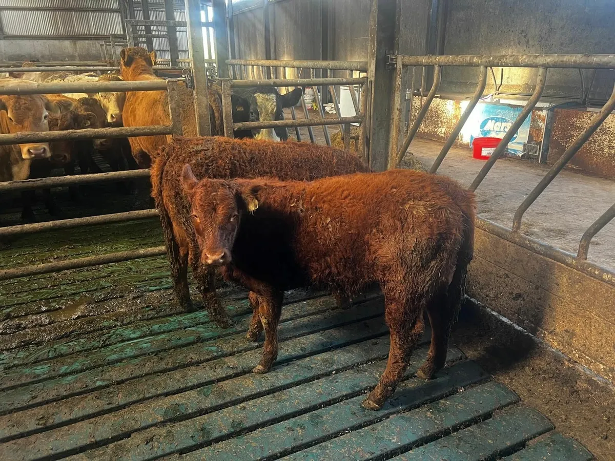 Breeding Heifers for sale - Image 2