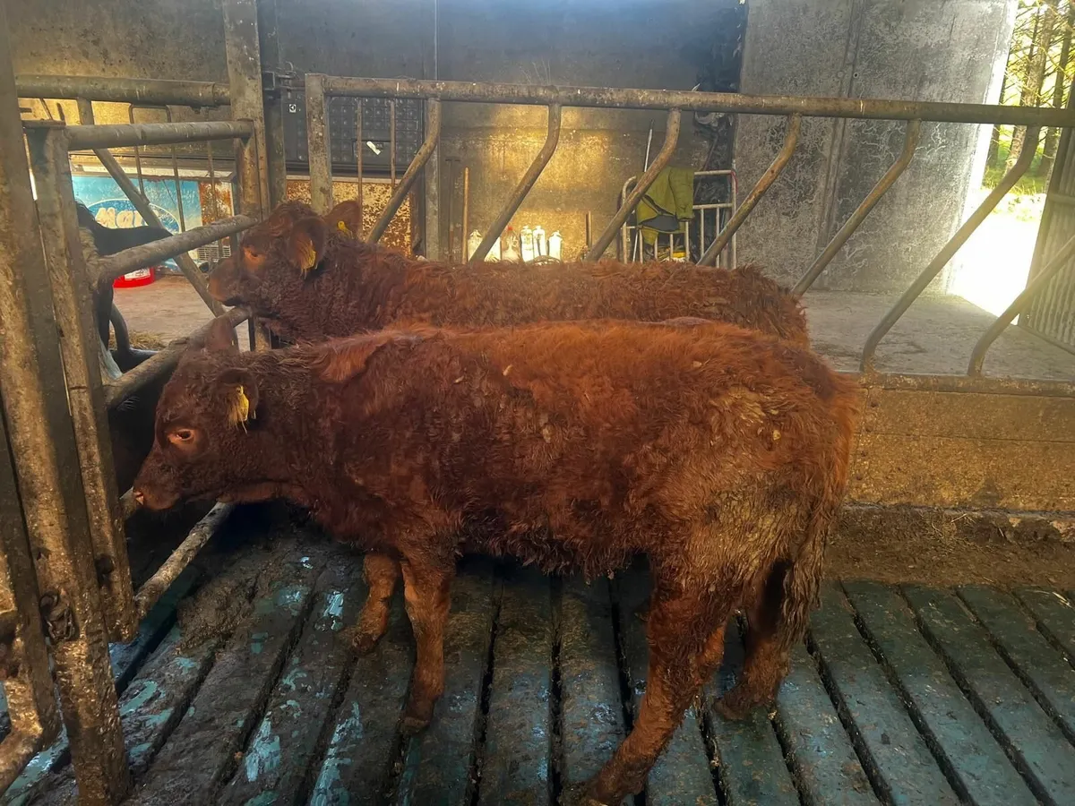 Breeding Heifers for sale - Image 3