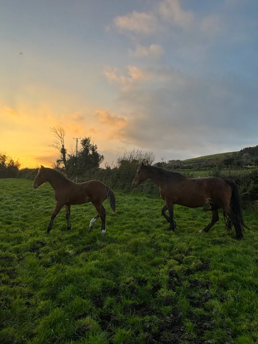 Foal - Image 1