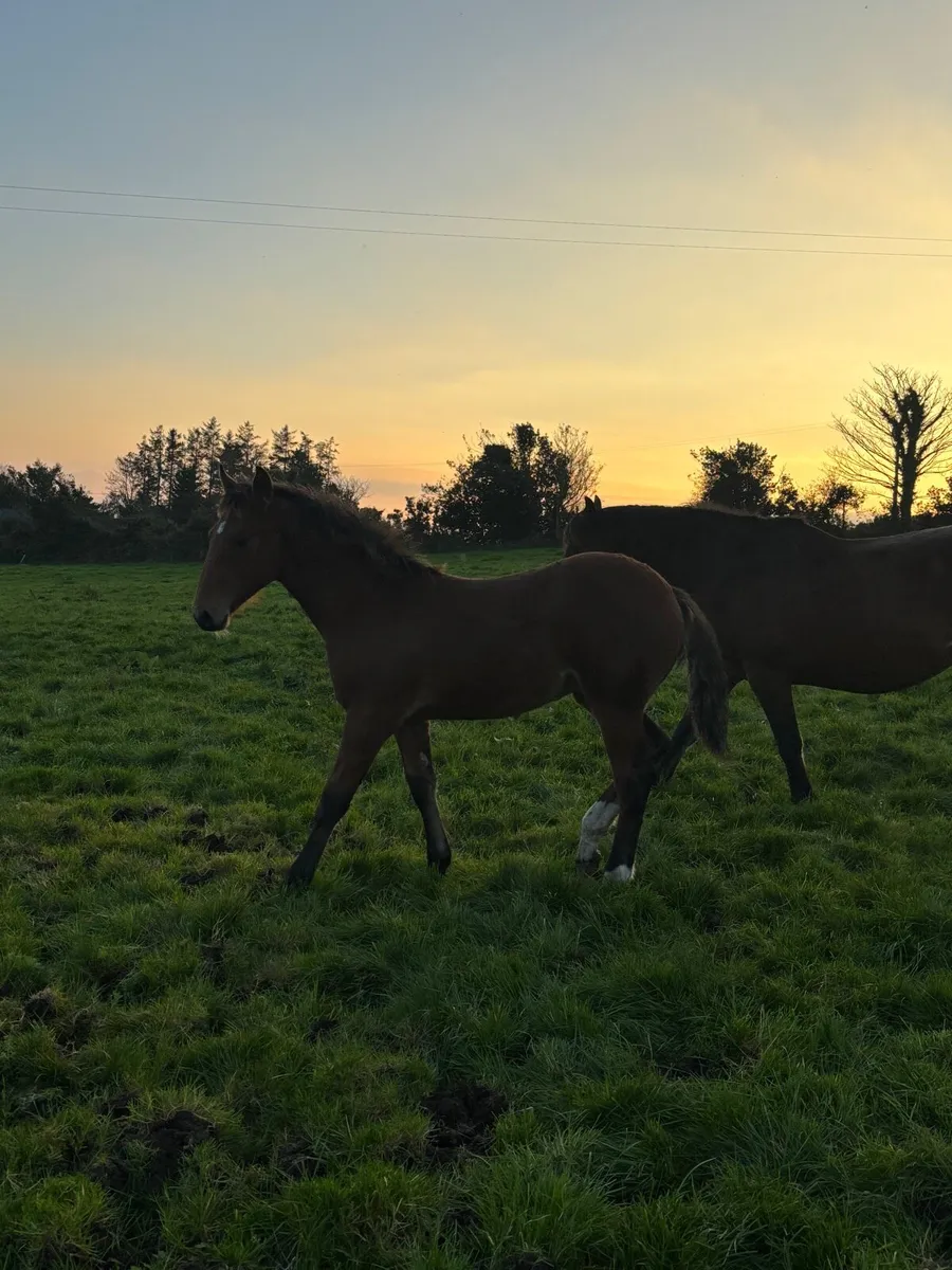 Foal - Image 2