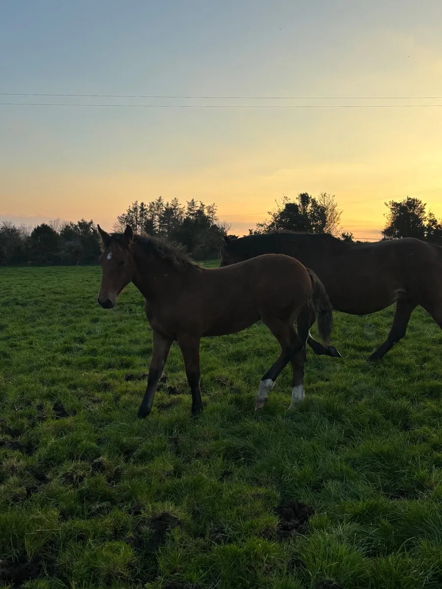 Foal - Image 3
