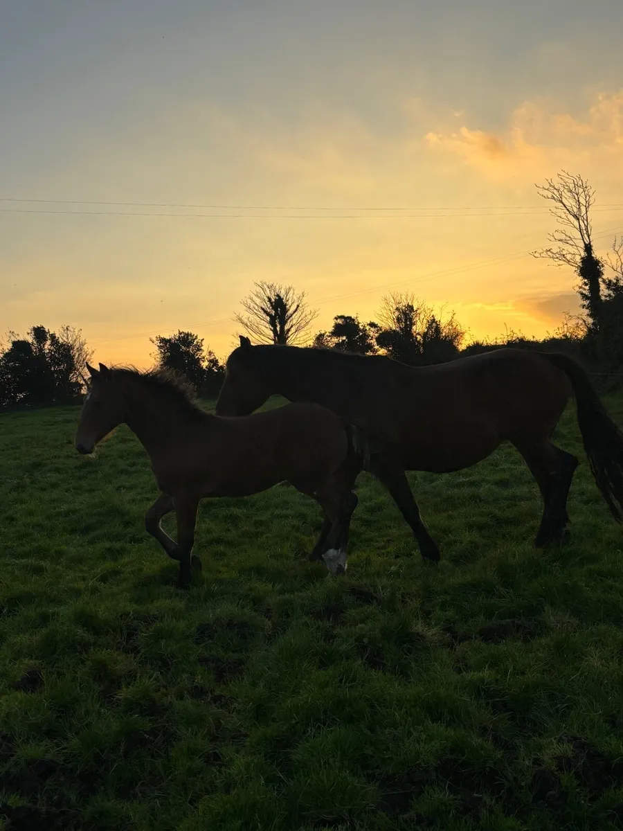 Foal - Image 4
