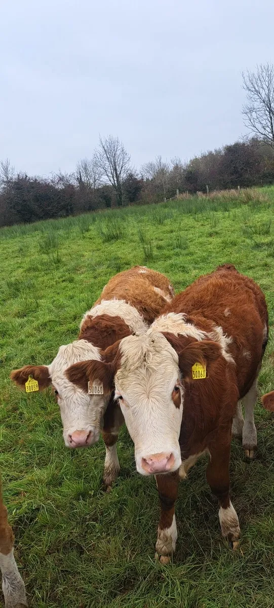 PBR Simmental weanling heifers - Image 1