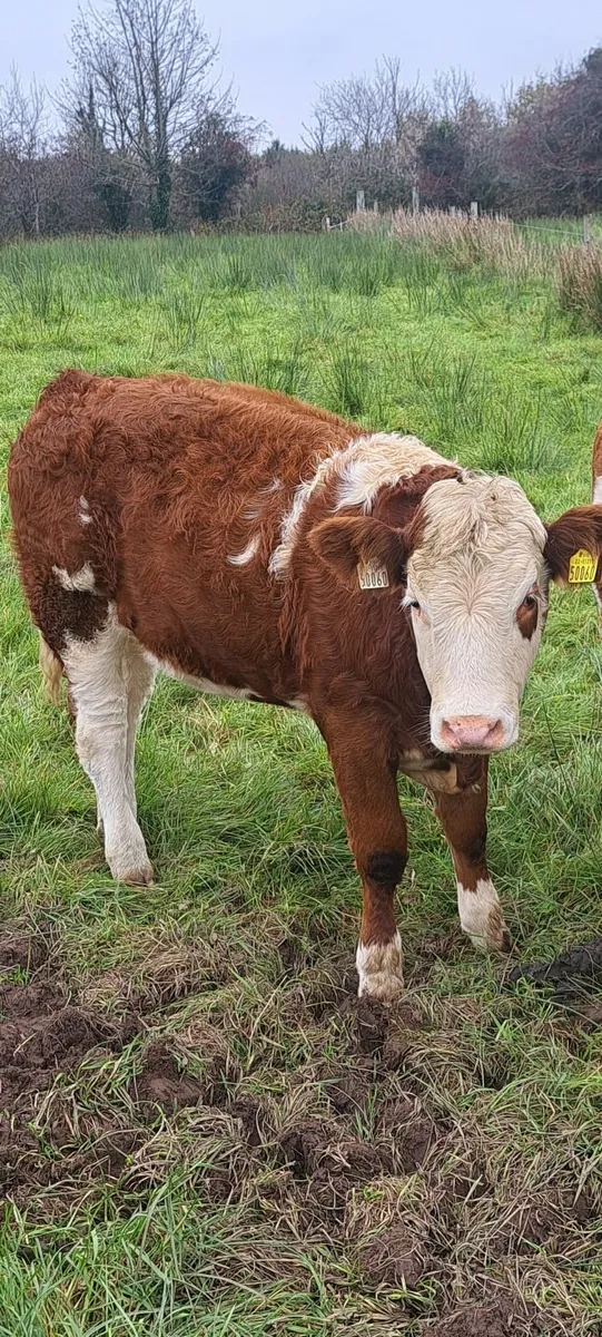 PBR Simmental weanling heifers - Image 2