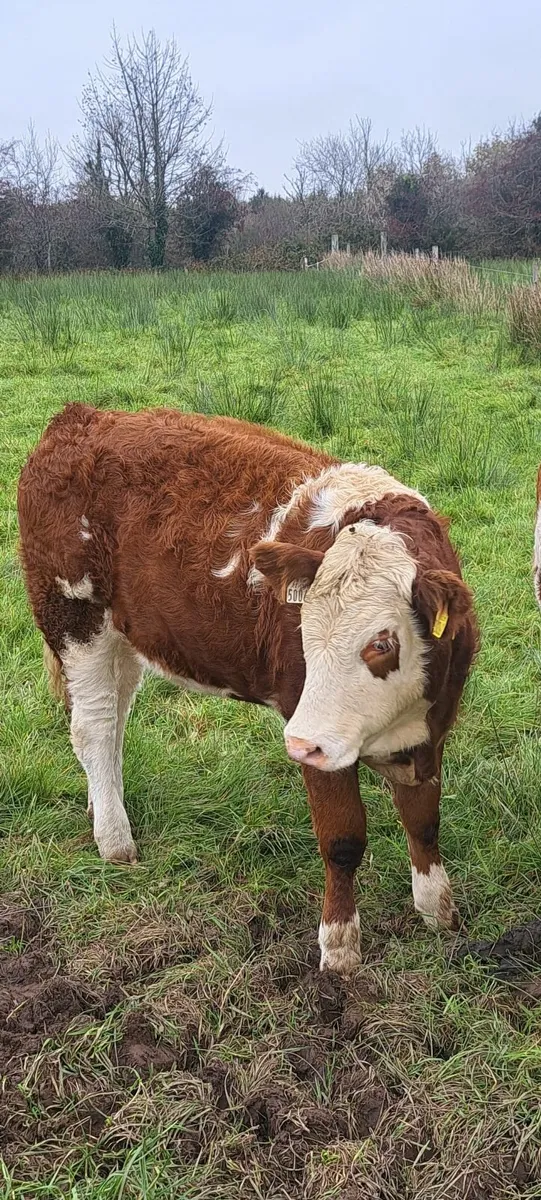 PBR Simmental weanling heifers - Image 3