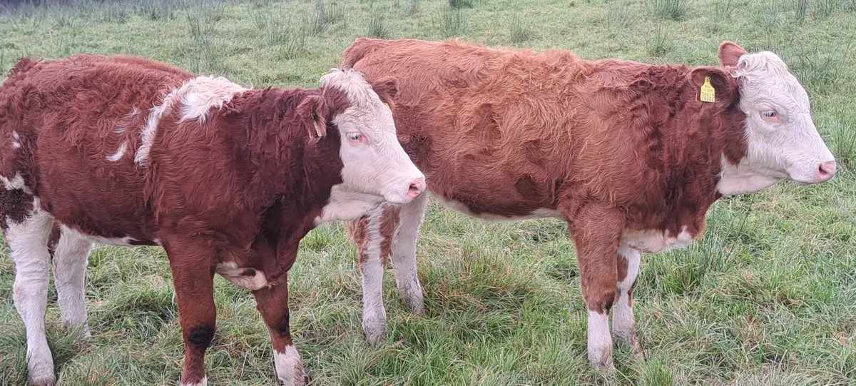 PBR Simmental weanling heifers - Image 4