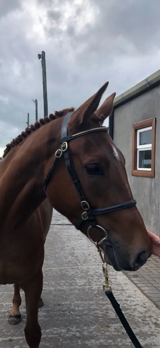 3yr old Connemara x TB gelding - Image 1