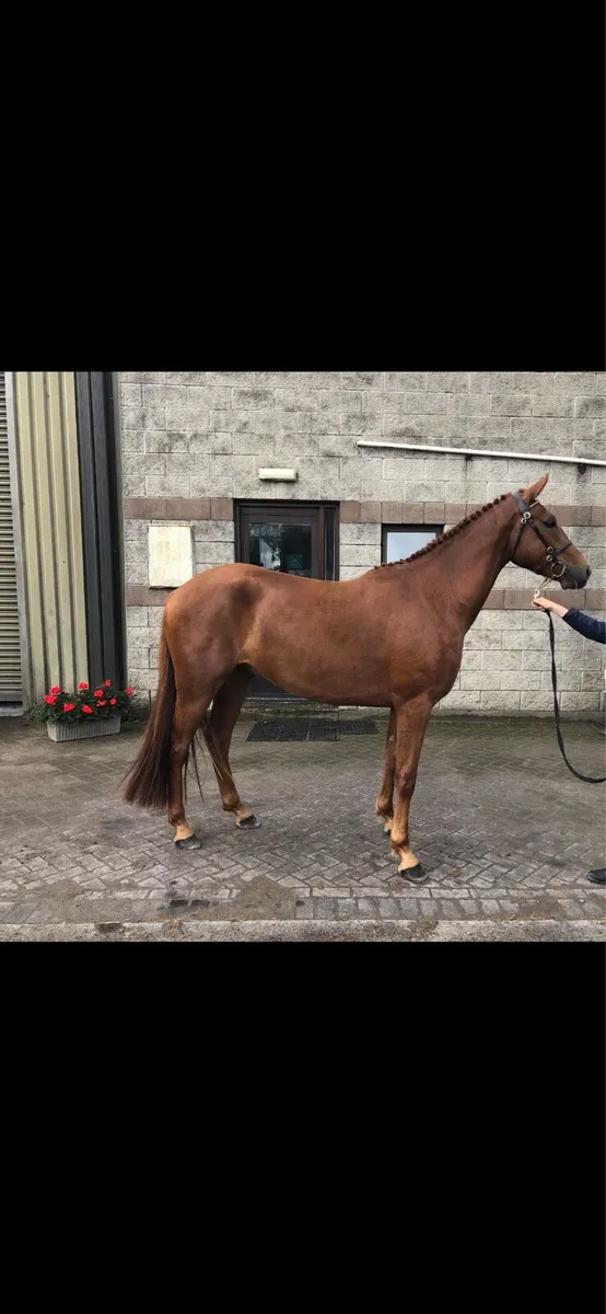 3yr old Connemara x TB gelding - Image 2