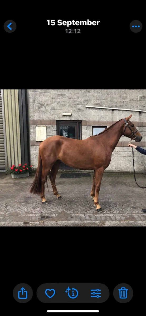 3yr old Connemara x TB gelding - Image 3