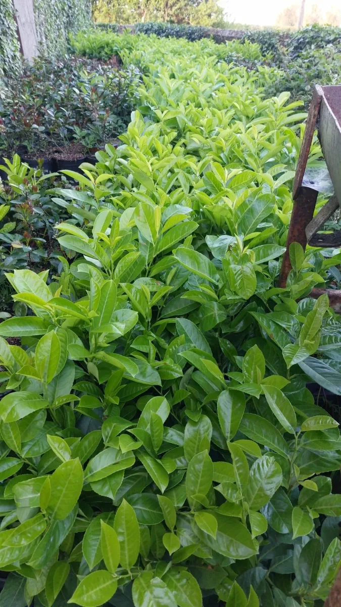 Laurel Hedging
