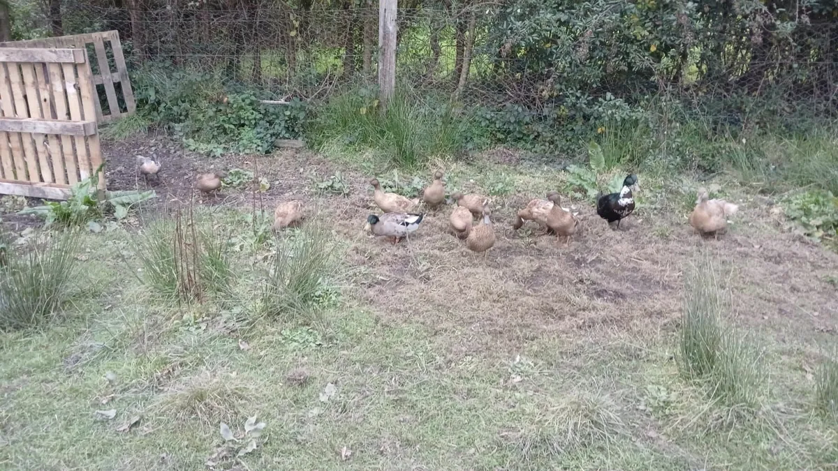 Ducks - Image 1