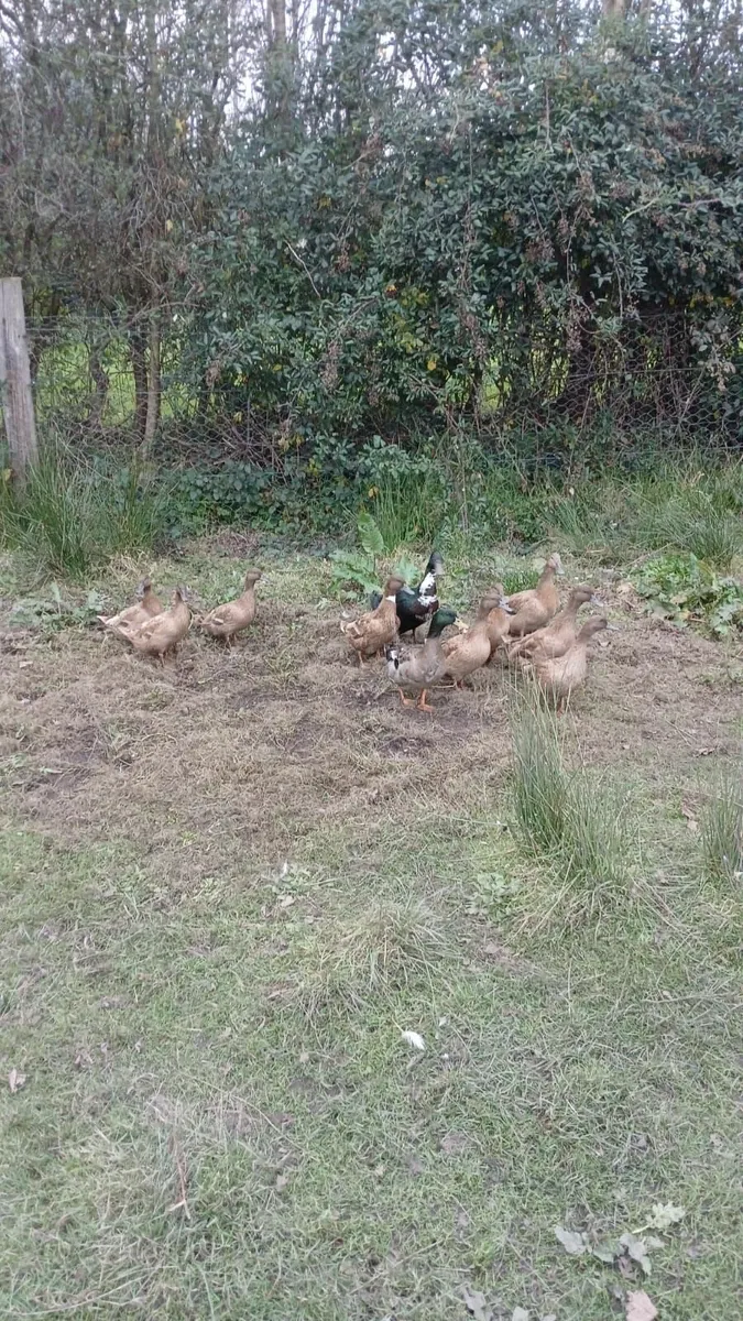 Ducks - Image 2