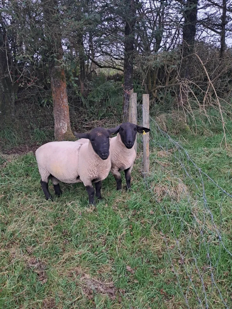 Suffolk Rams - Image 1