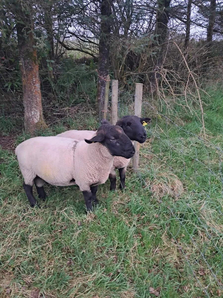 Suffolk Rams - Image 2