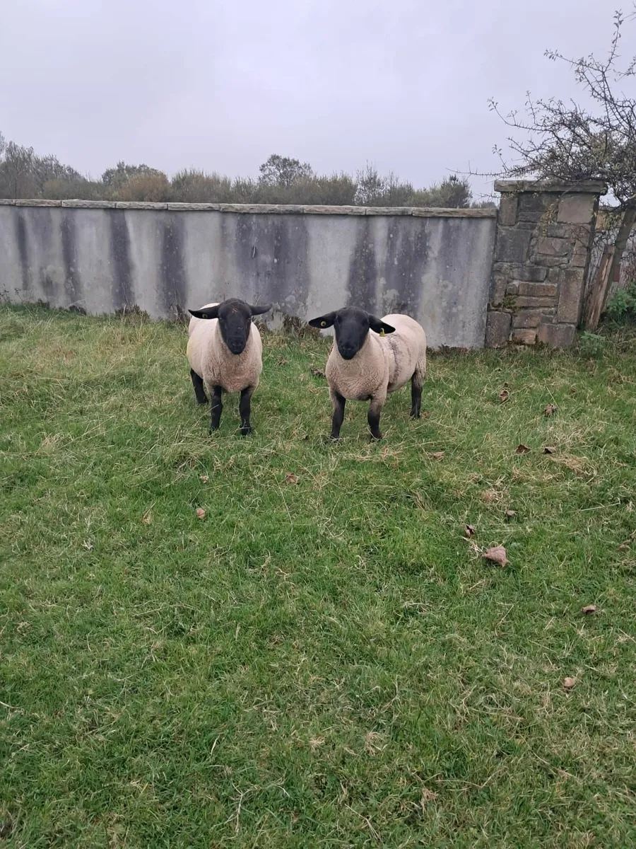 Suffolk Rams - Image 3