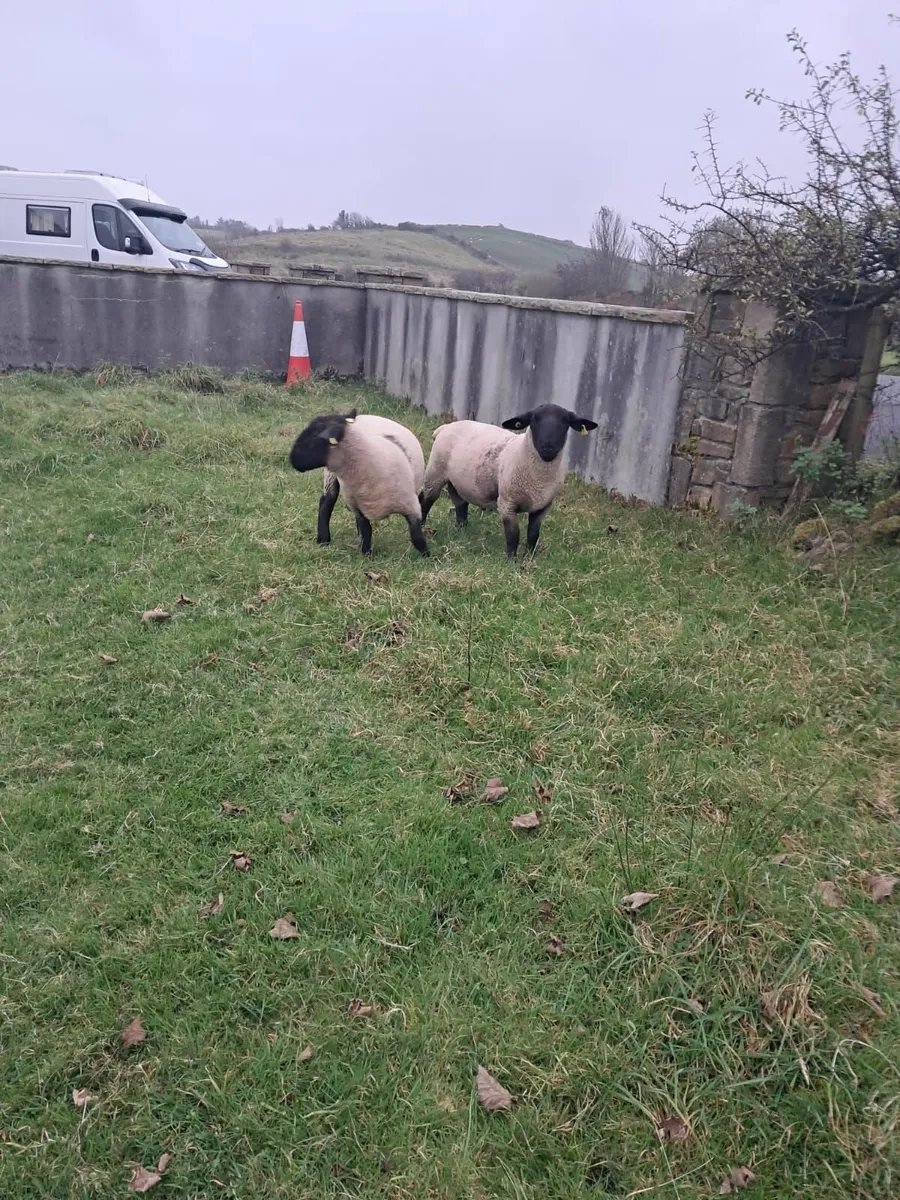 Suffolk Rams - Image 4