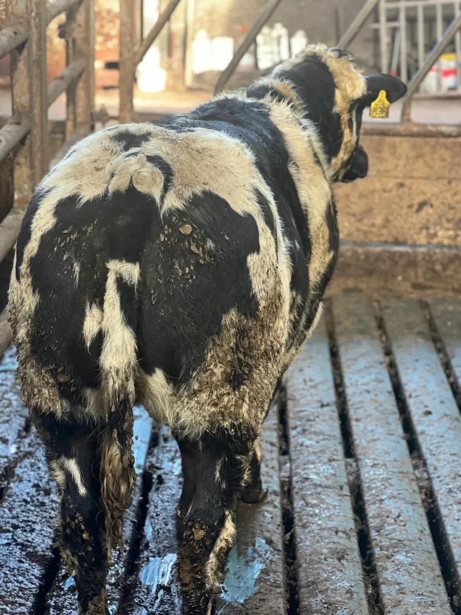 Breeding Heifers for sale - Image 1