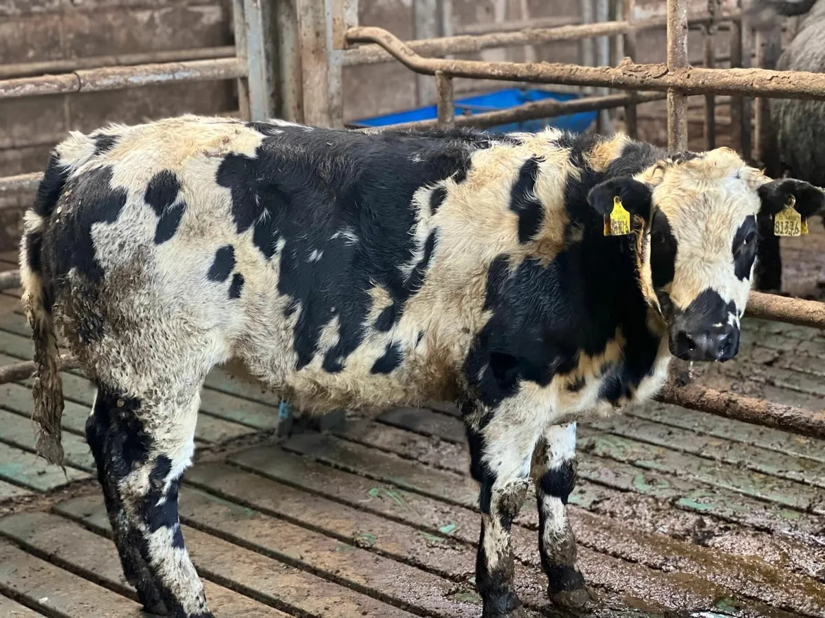 Breeding Heifers for sale - Image 2