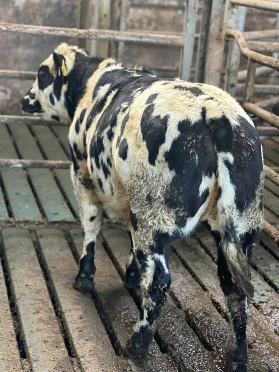 Breeding Heifers for sale - Image 3