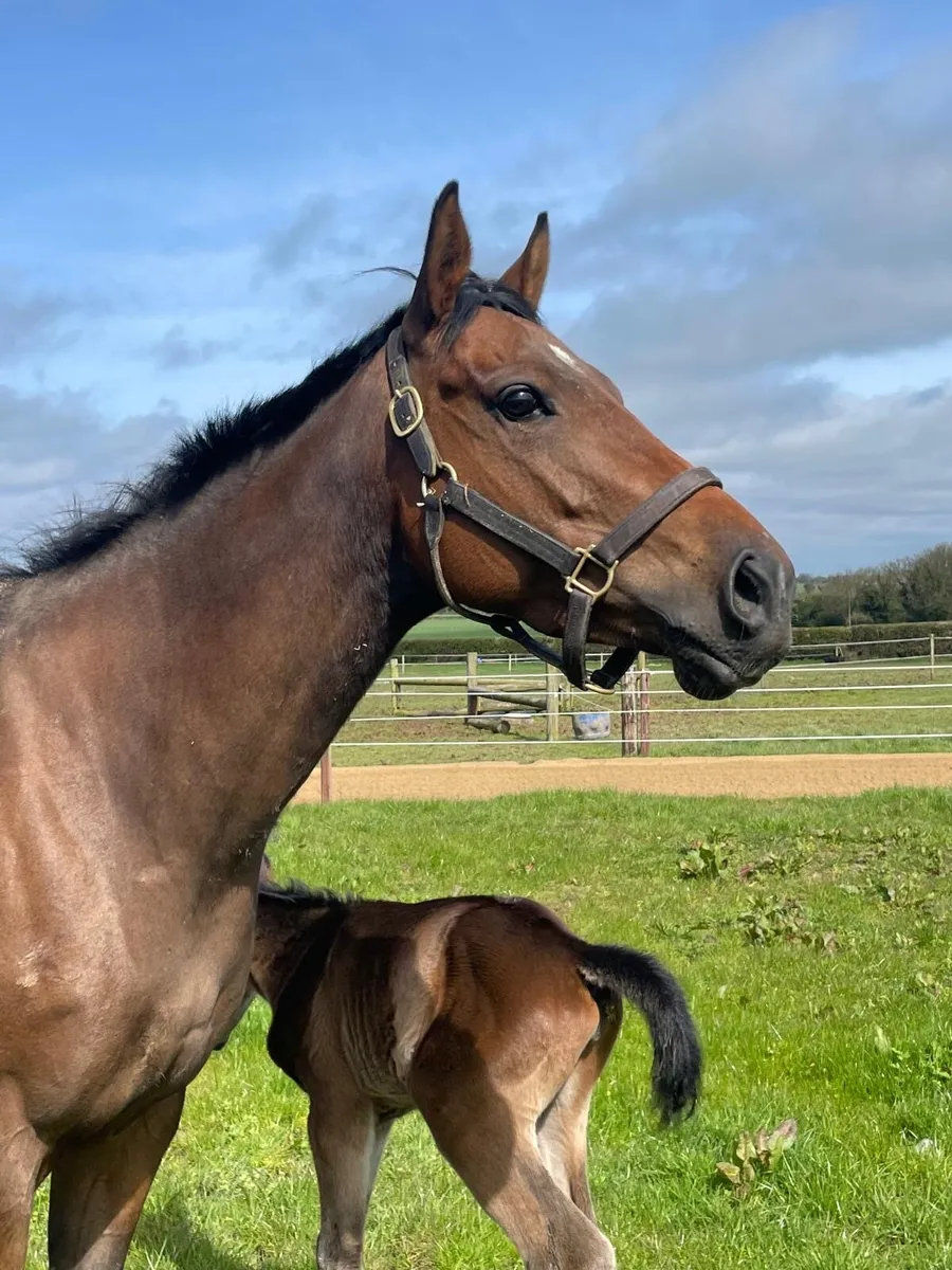 Full Thoroughbred Broodmare by Teofilo - Image 1