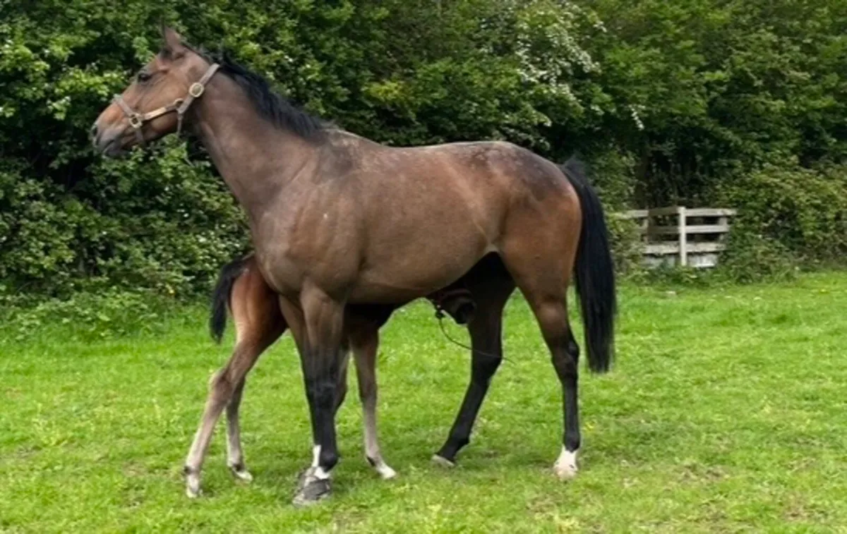 Full Thoroughbred Broodmare by Teofilo - Image 2