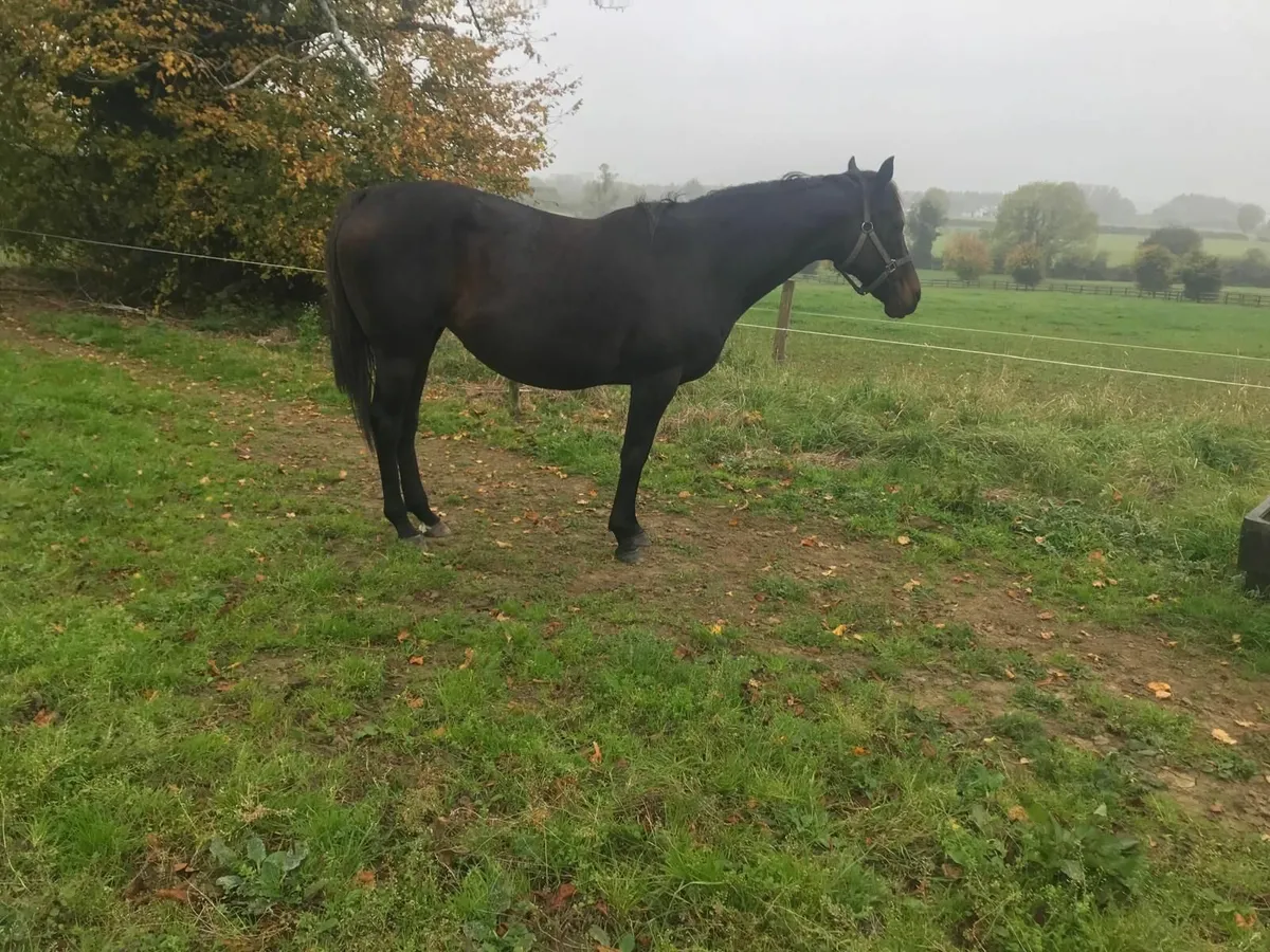 Winning mare infoal to Aesop's Fables - Image 1