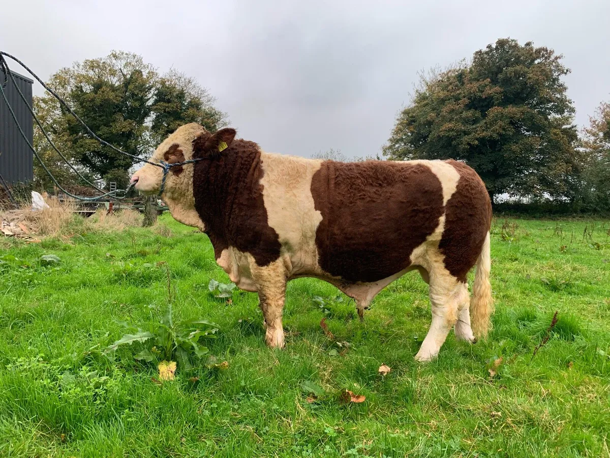 Simmental Bull - Image 1