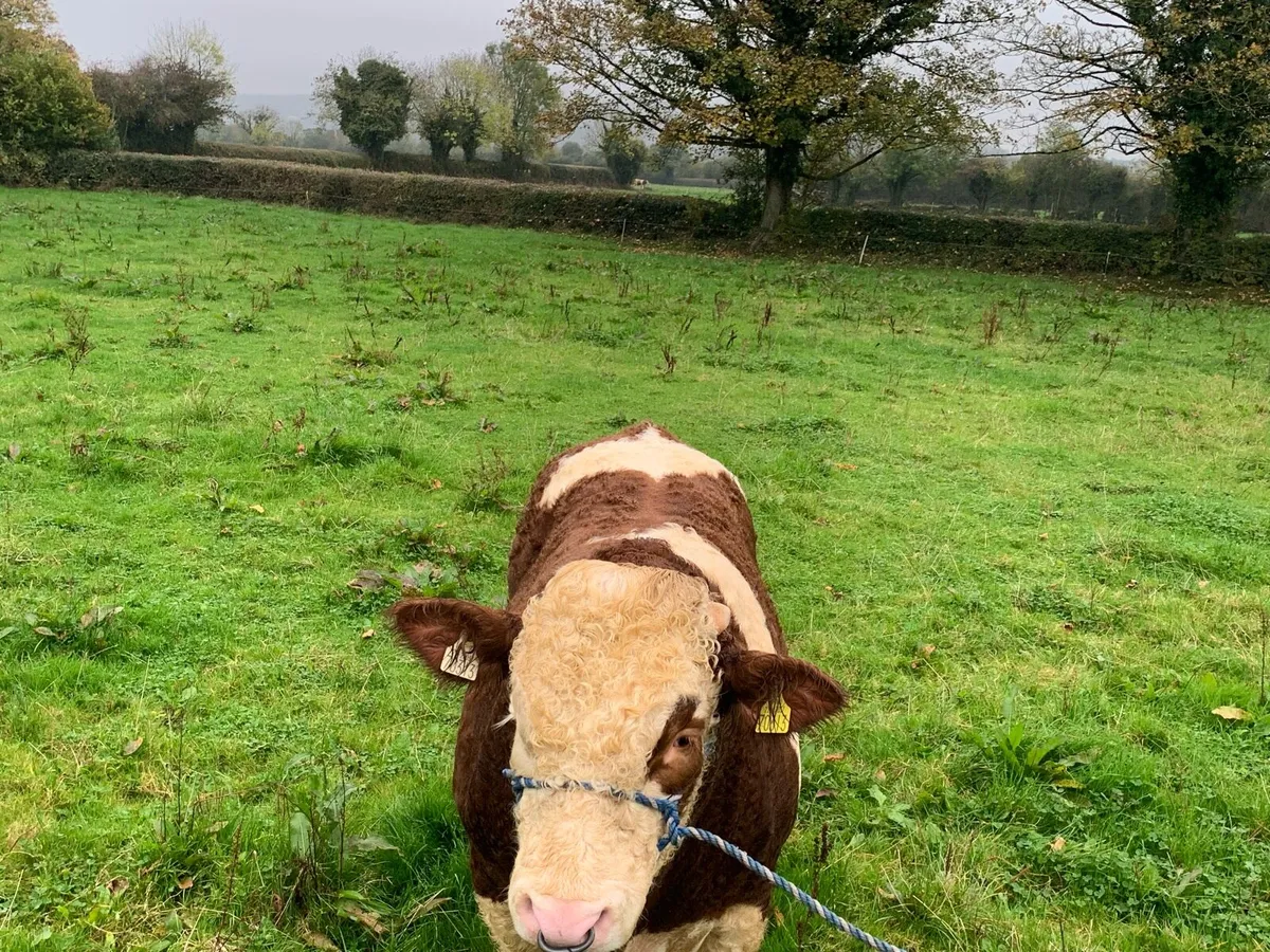 Simmental Bull - Image 2