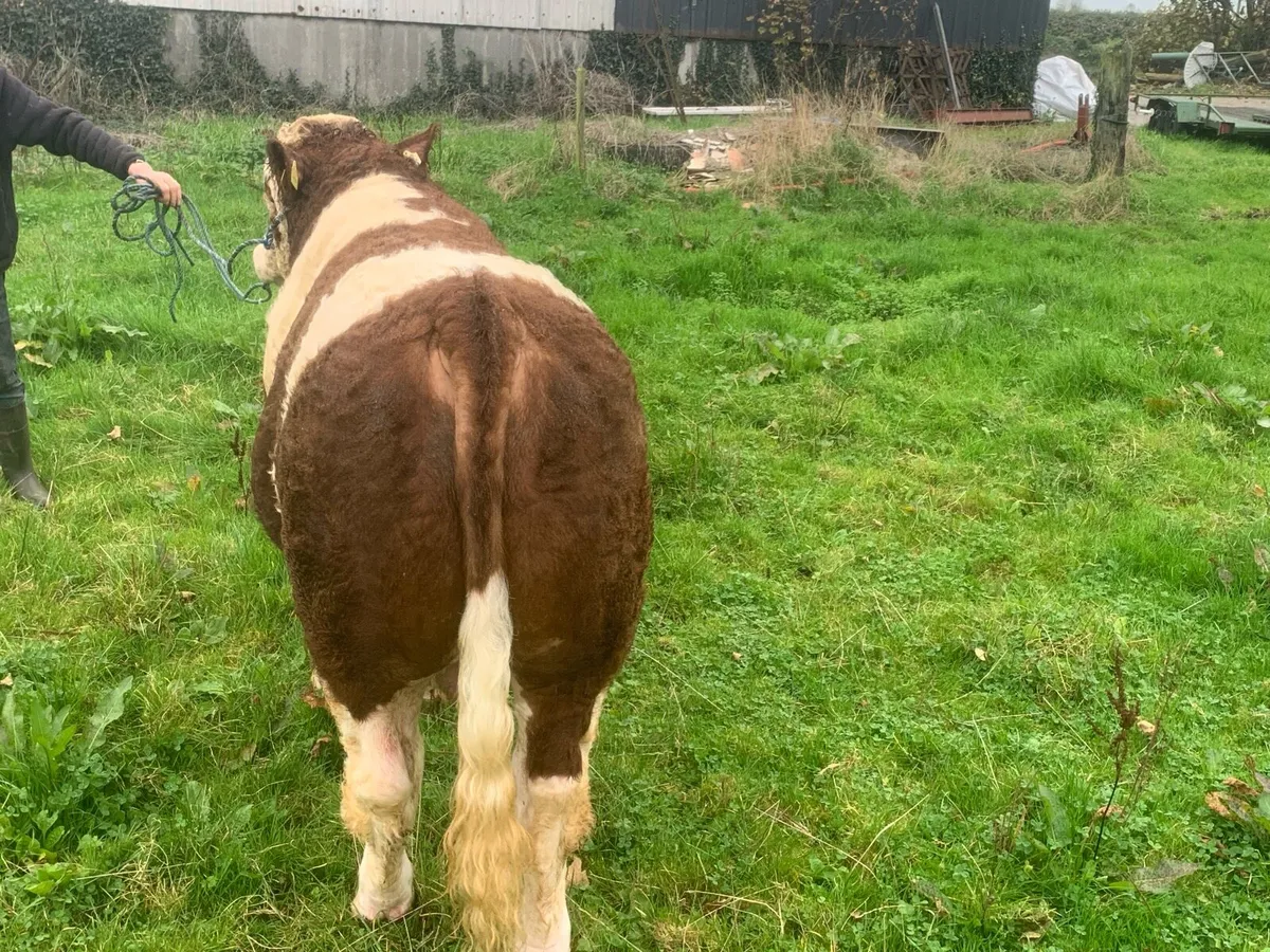 Simmental Bull - Image 3