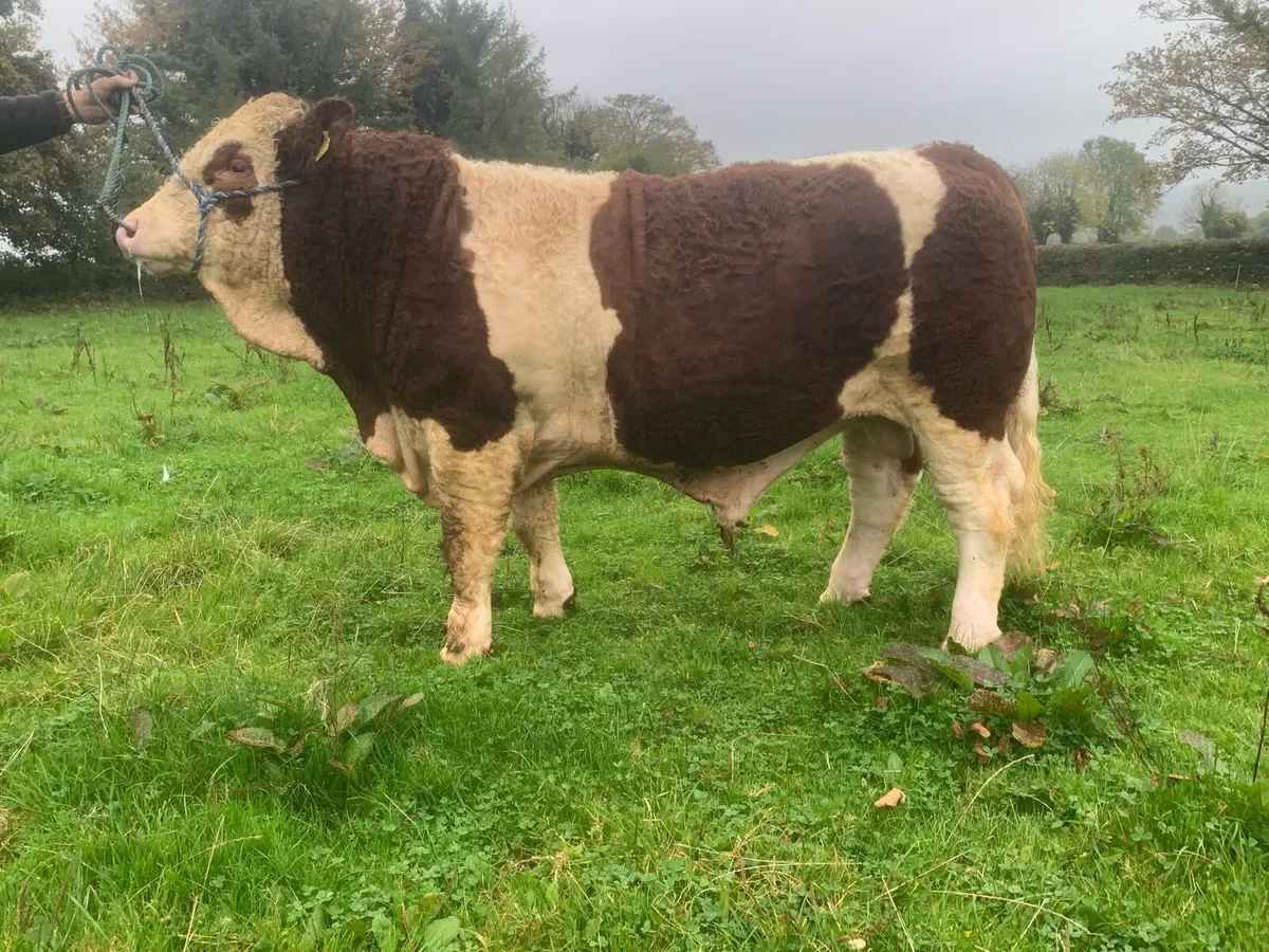 Simmental Bull - Image 4