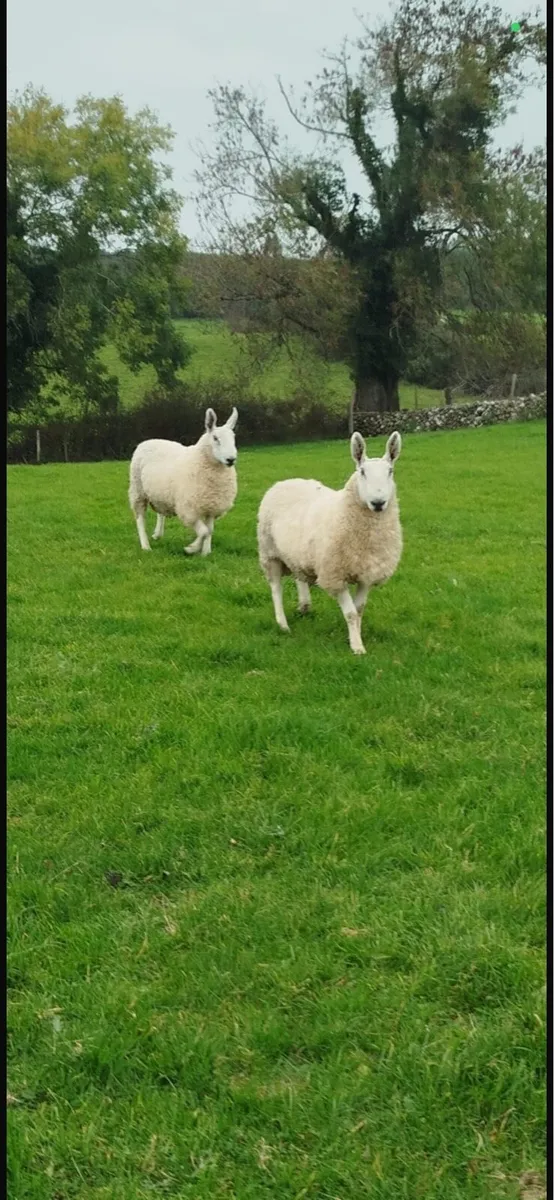 Border Leicester Hogget Rams For Sale - Image 1