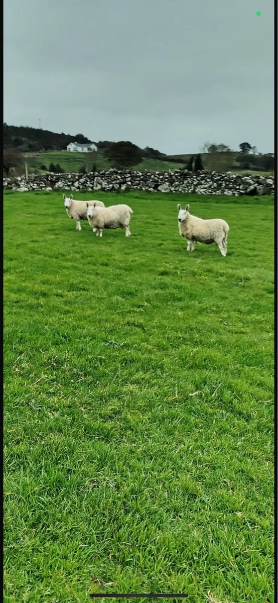 Border Leicester Hogget Rams For Sale - Image 2