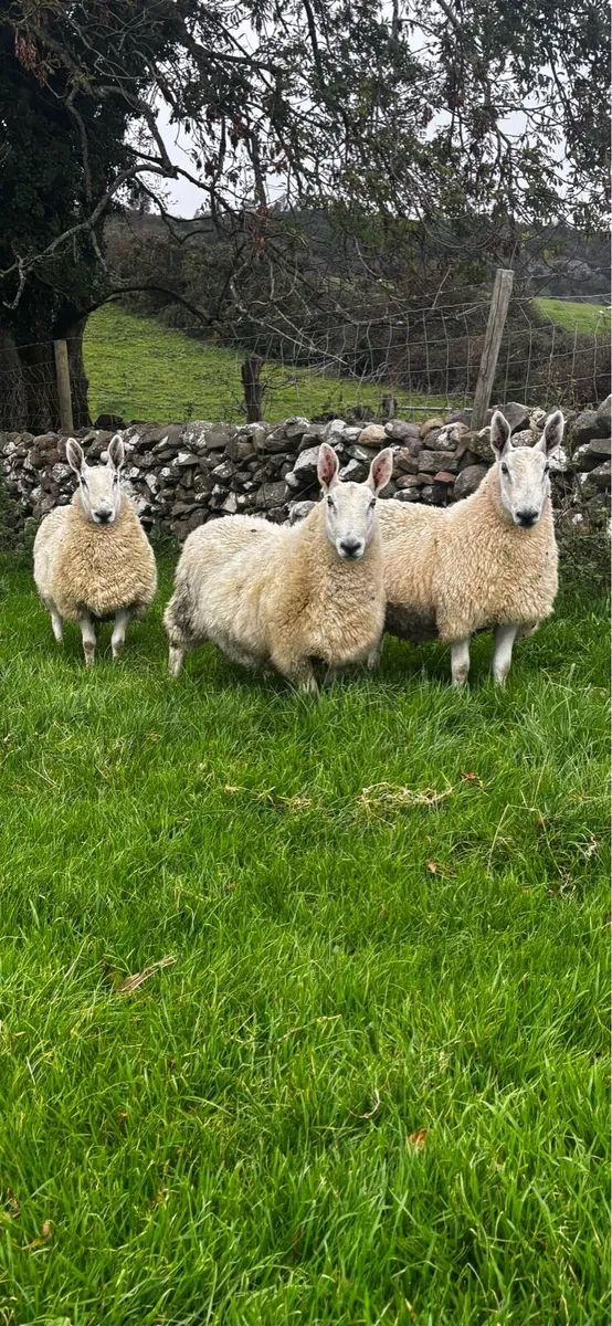 Border Leicester Hogget Rams For Sale - Image 3