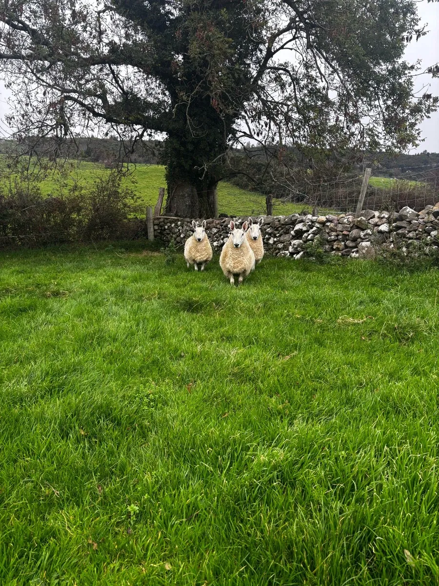 Border Leicester Hogget Rams For Sale - Image 4