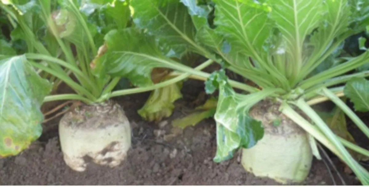 Beet - Image 1