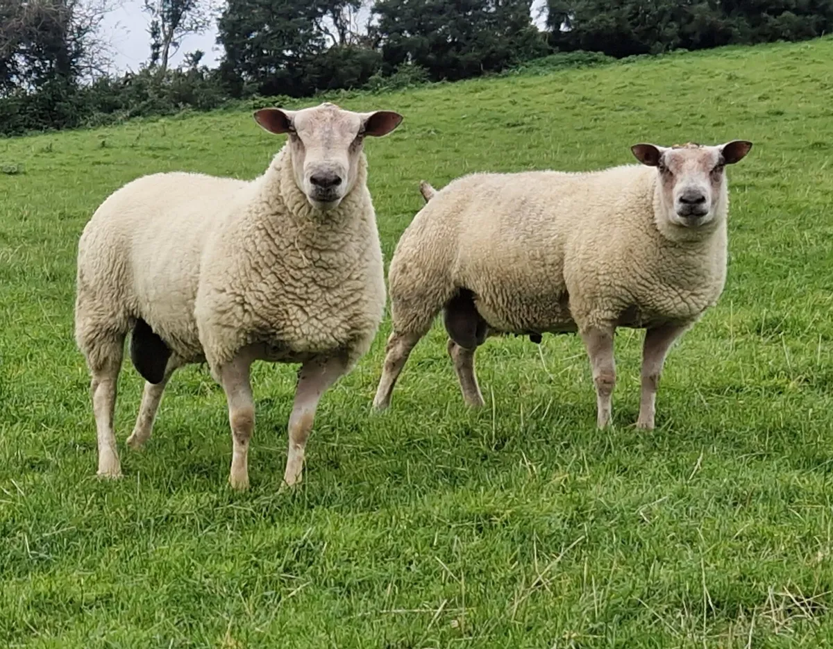 Roubex/Charbex/Suftex Shearling Rams - Image 1