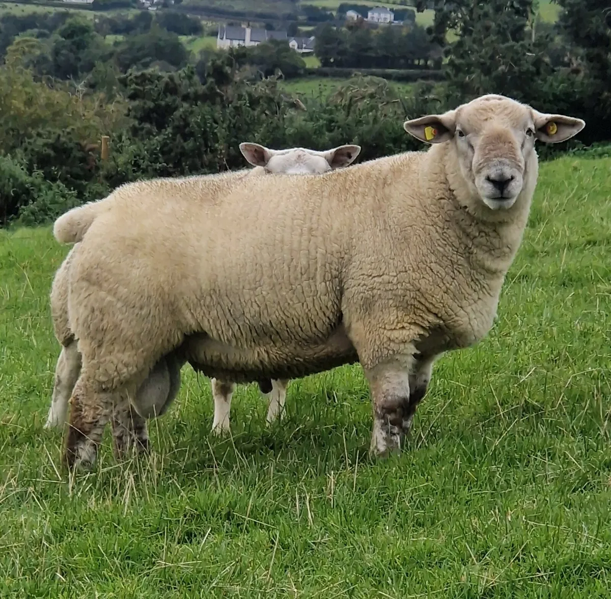 Roubex/Charbex/Suftex Shearling Rams - Image 2