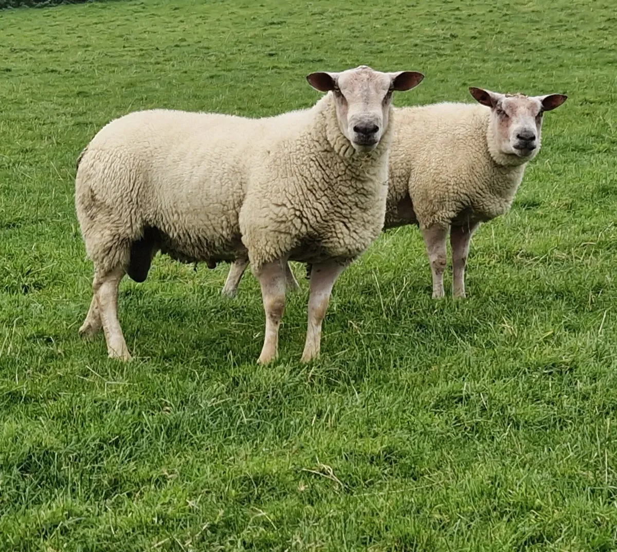 Roubex/Charbex/Suftex Shearling Rams - Image 3