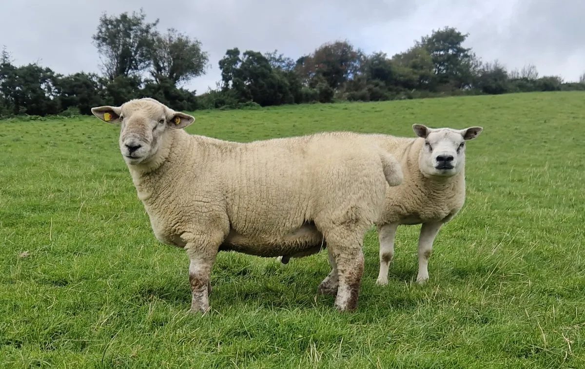 Roubex/Charbex/Suftex Shearling Rams - Image 4