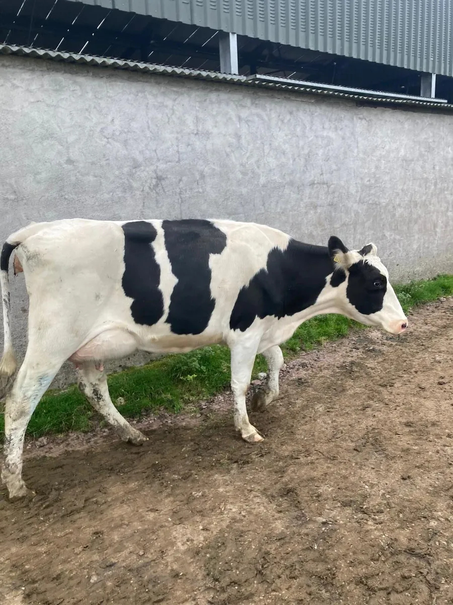 🐄 Freshly Calved Heifers for Sale 🐄 - Image 1