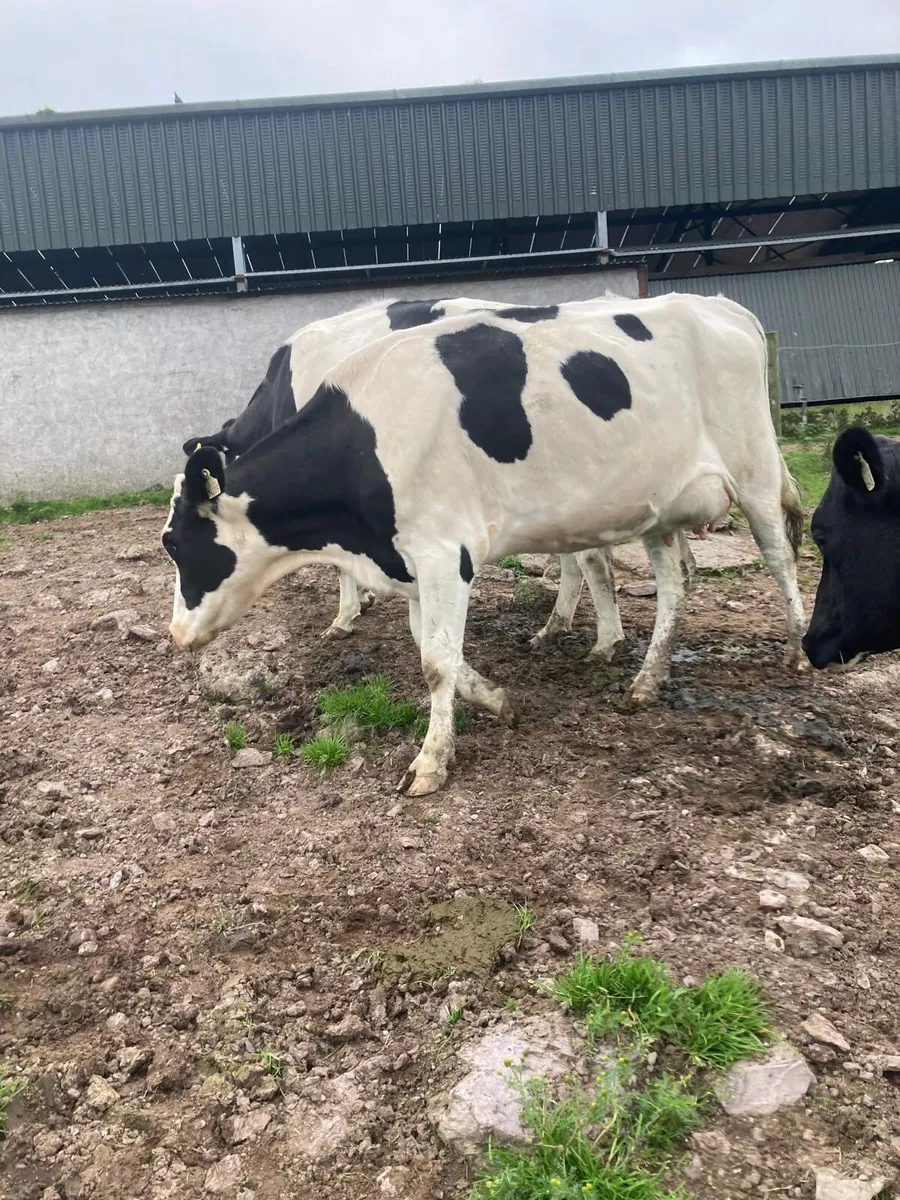 🐄 Freshly Calved Heifers for Sale 🐄 - Image 2