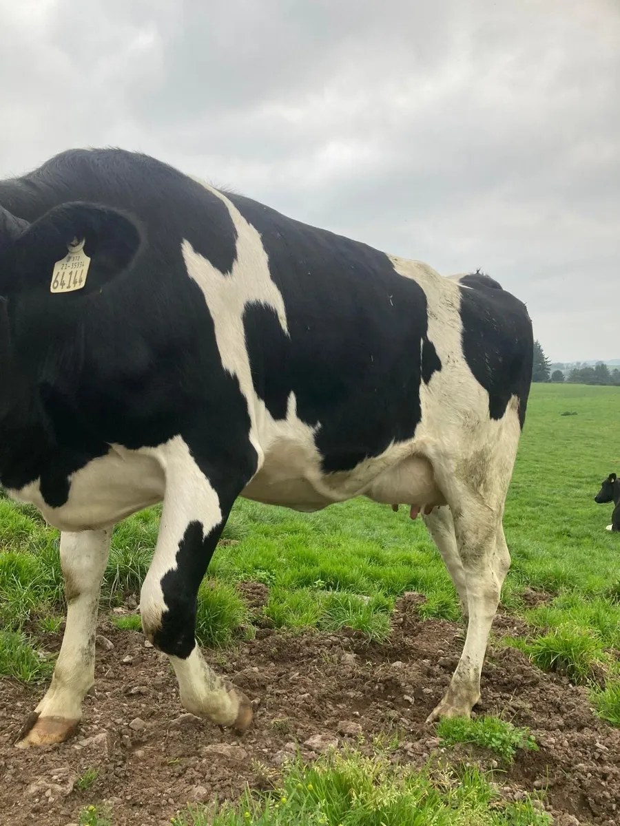 🐄 Freshly Calved Heifers for Sale 🐄 - Image 3